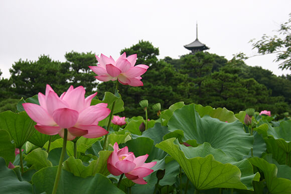 ピンクの蓮の花