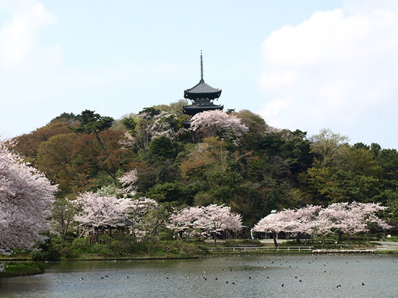 三重塔と桜