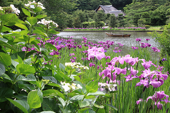 紫色の花しょうぶ