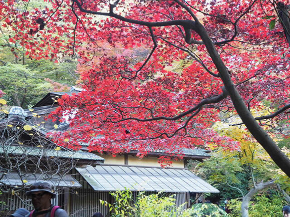 紅葉と古民家