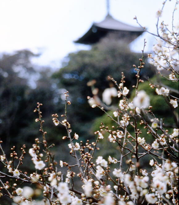 白い梅の花と三重塔