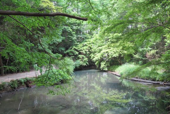 緑豊かな池