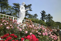 赤とピンクの薔薇