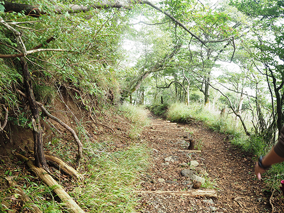 緑豊かな登山道