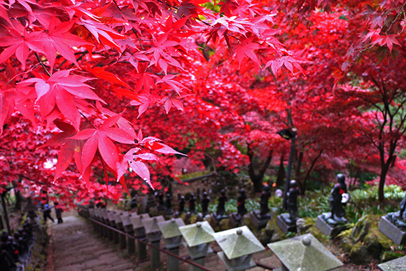 真っ赤に染まった紅葉