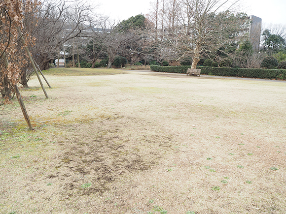 フラワーセンター芝生