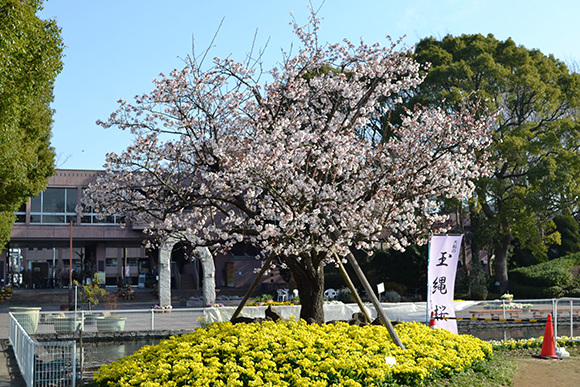 玉縄桜