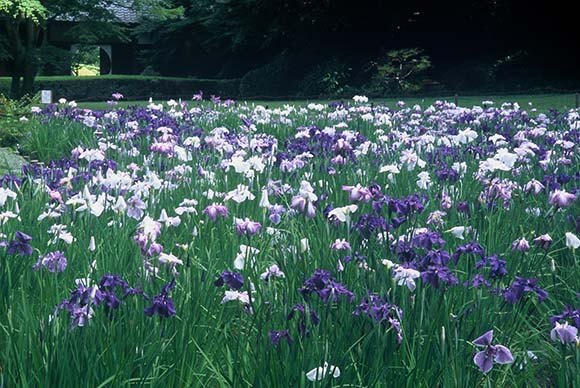 咲き乱れる紫の花菖蒲