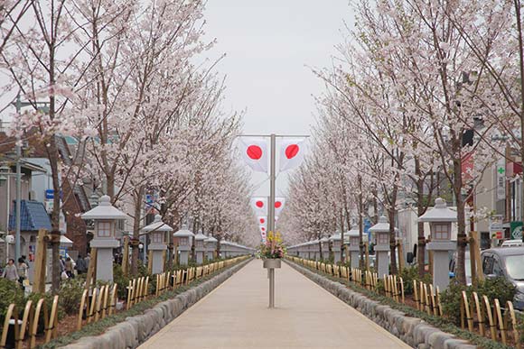 満開の桜並木