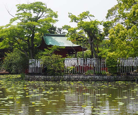 池の奥に見える大量の白旗