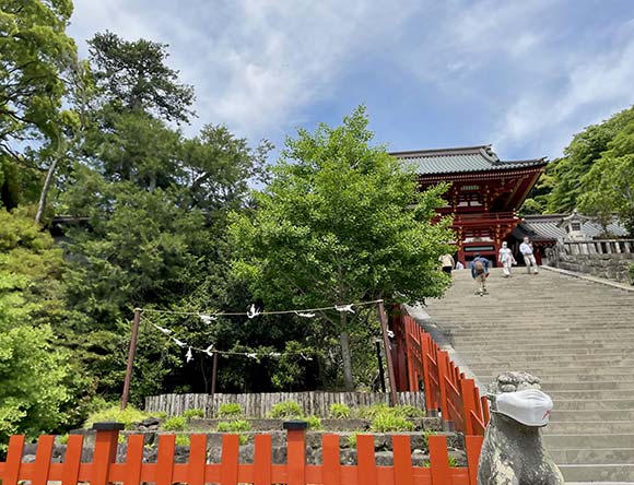 石段の横に植えられた木々