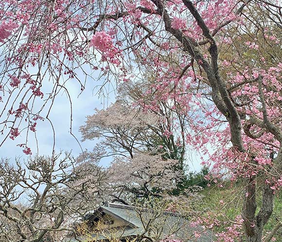 ピンクの花を咲かせたしだれ桜