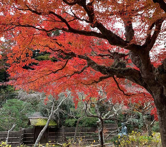 真っ赤に色づいた紅葉