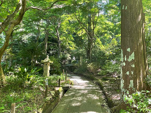 緑が綺麗な通路