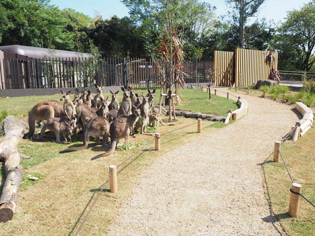 カンガルーが集まっている図