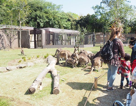 カンガルーがたくさんいる様子