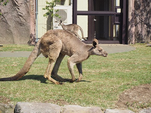 筋肉のあるカンガルー