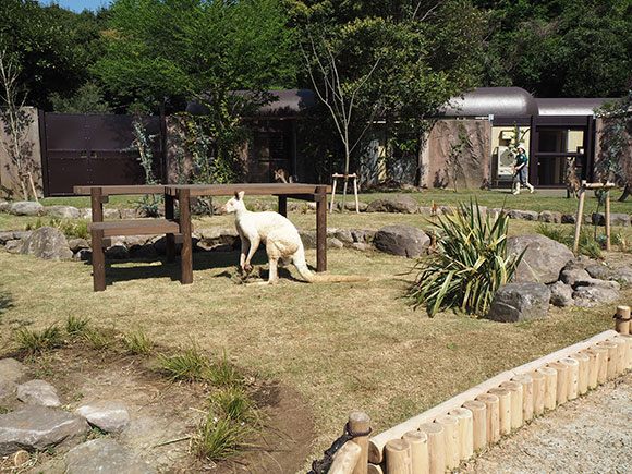 まっ白なカンガルー