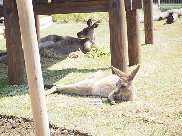 くつろぐカンガルー