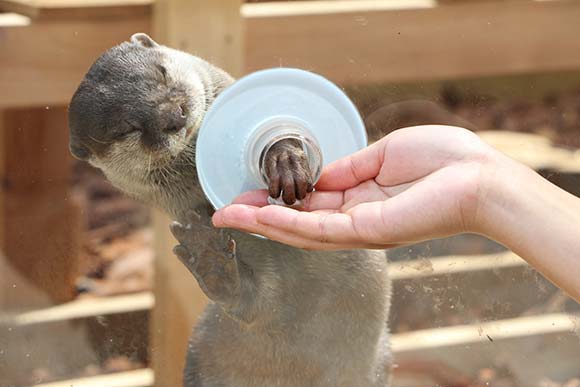 穴から手を出すカワウソ