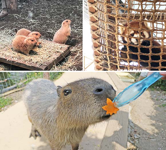 餌を食べるカピパラなど