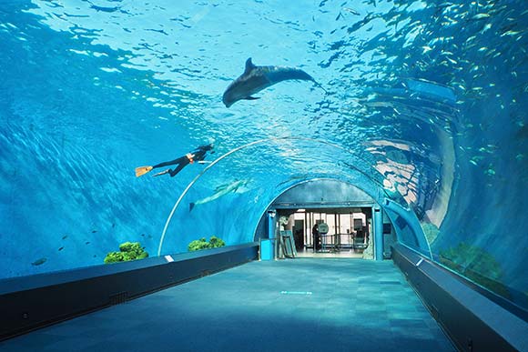 水槽のトンネルを泳ぐイルカ