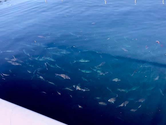 生簀を泳ぐたくさんの魚