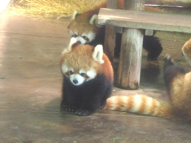 3頭のレッサーパンダ