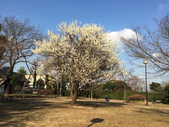 木々が見える広場