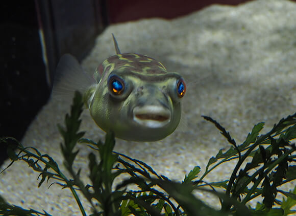 微笑んで見える魚