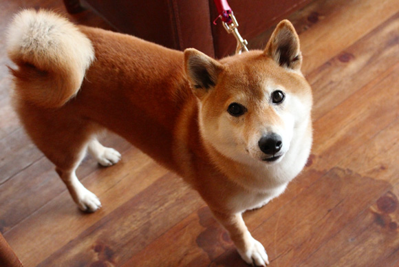 カメラ目線の芝犬