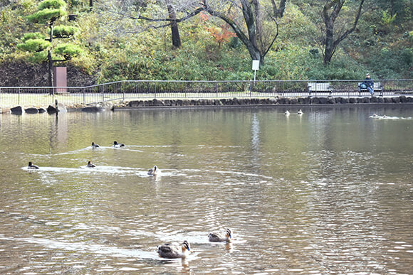 中池に集まる水鳥たち