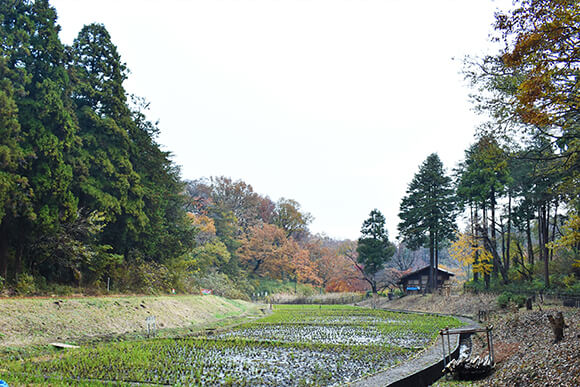 教育水田の遠景