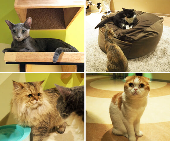 様々な種類の猫４匹