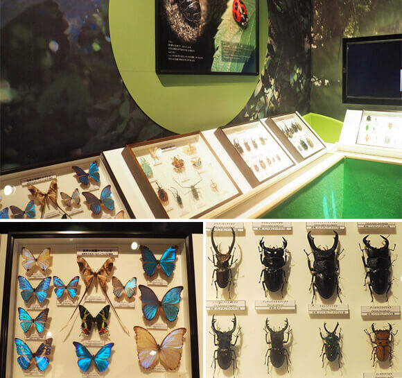 蝶やカブトムシの標本