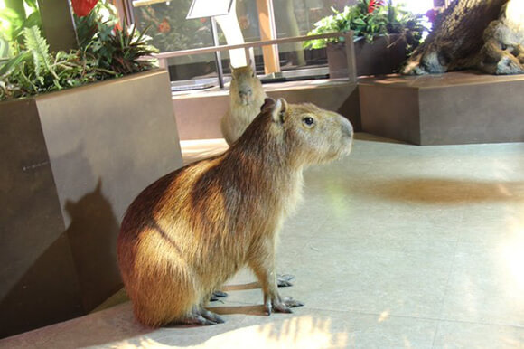 フロアを自由に歩くカピバラ