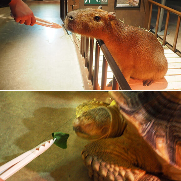 トングで餌をもらうカピバラとカメ