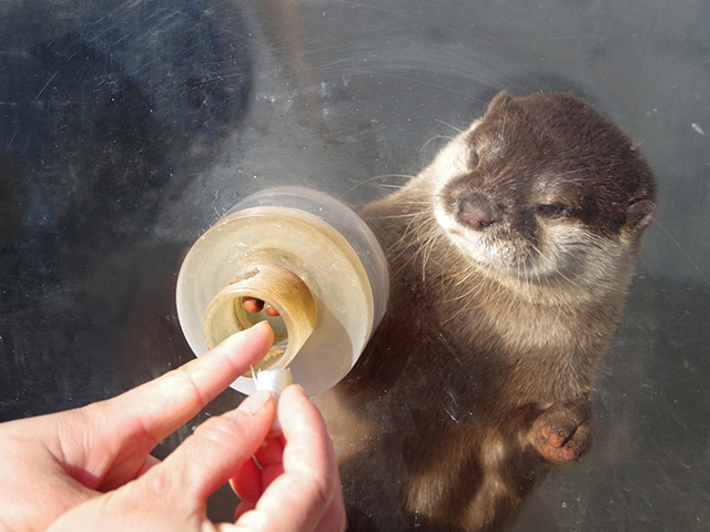 穴から手を出すカワウソ