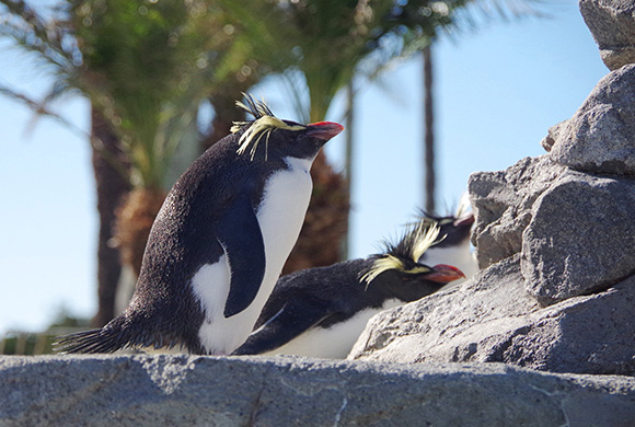 頭に黄色い毛があるペンギン