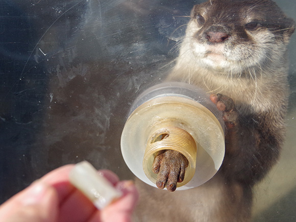 穴から手を出すカワウソ