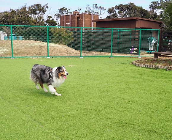 ドッグランを走る犬