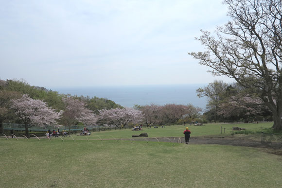 広場に桜と奥に海