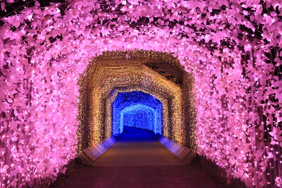 桃金青と続く光のトンネル