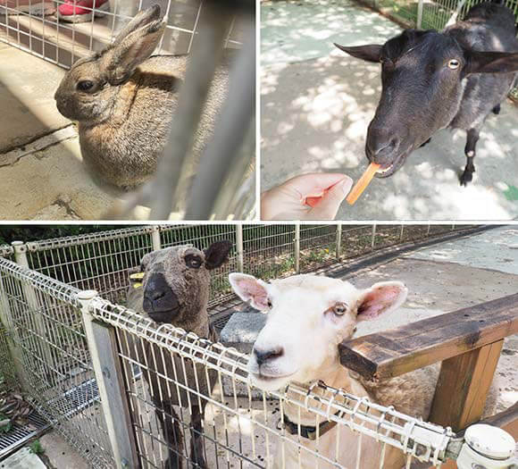 園内にいるうさぎやヤギなど