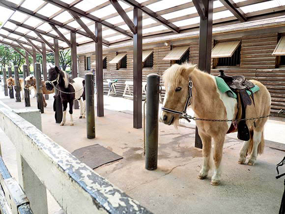 馬舎にいる馬たち