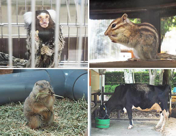 園内にいる猿やリスなど