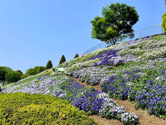 紫や白色の花が咲く斜面