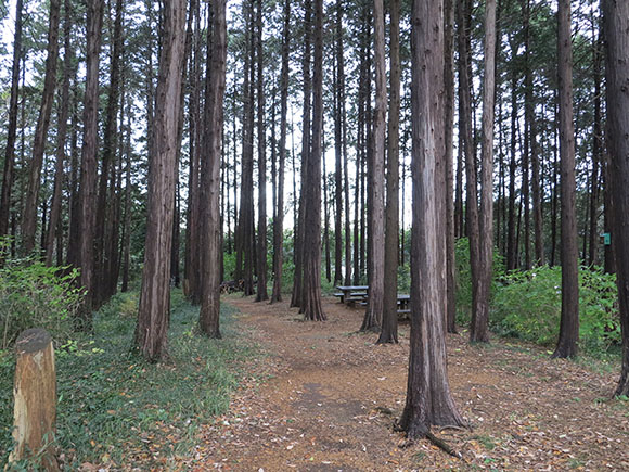 真っ直ぐ伸びる沢山のひのき