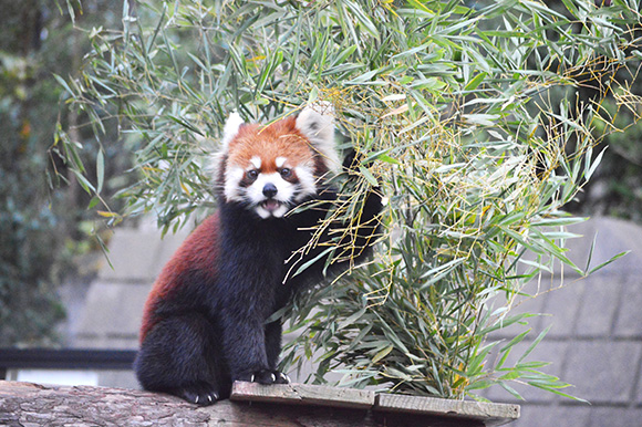 笹の葉を食べるレッサーパンダ