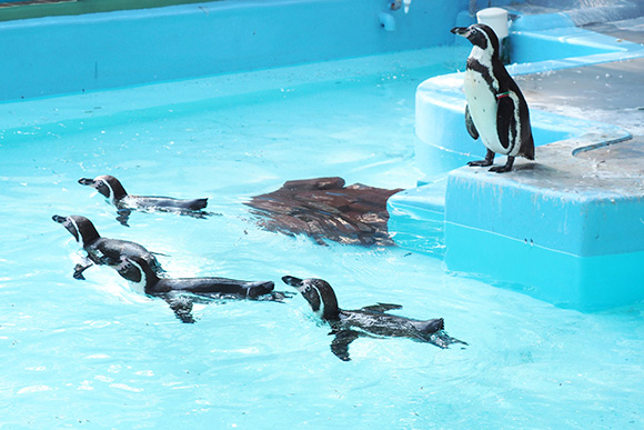 泳ぐペンギンと立つペンギン